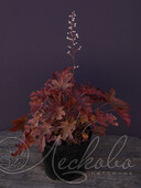 Гейхерелла гибридная (Heucherella× hybridа `Red Rover`)