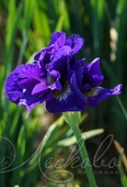 Ирис сибирский (Iris sibirica `Kabluey`)