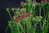 Тысячелистник обыкновенный (Achillea millefolium `Colorado mix`)