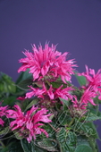 Монарда гибридная (Monarda x hybrida `Bee Merry`)