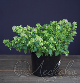 Душица круглолистная (Origanum rotundifolium `Dingle Fairy`)