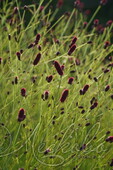 Кровохлебка лекарственная (Sanguisorba officinalis `Red Thunder`)