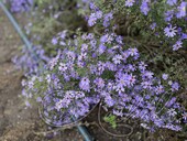 Астра сердцелистная (Aster cordifolius `Little Carlow`)