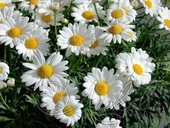 Нивяник наибольший (Leucanthemum maximum)