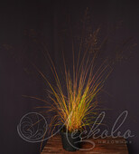 Полевичка волосовидная (Eragrostis capillaris)