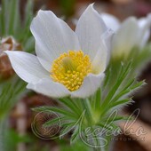 Прострел обыкновенный (Pulsatilla vulgaris `Pinwheel White`)