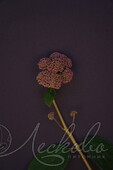 Гортензия древовидная (Hydrangea arborescens `Eco Pink Puff`)