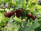 Крыжовник (Ribes grossularia `Lepaan Red`)