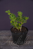Крыжовник (Ribes grossularia `Куйбышевский черный`)