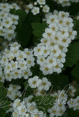 Спирея уссурийская (Spiraea ussuriensis)