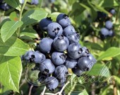 Голубика садовая (Vaccinium corymbosum `Northblue`)