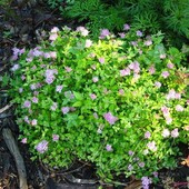 Спирея японская (Spiraea japonica `Green Carpet`)