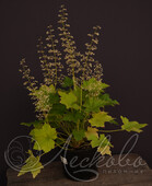 Гейхера мохнатая (Heuchera vilosa)