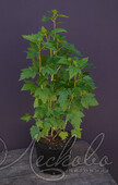 Смородина черная (Ribes nigrum `Очарование`)