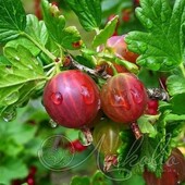 Крыжовник (Ribes grossularia `Садко`)