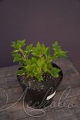 Крыжовник (Ribes grossularia `Серафим`)