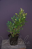 Голубика садовая (Vaccinium corymbosum `Chanticleer`)