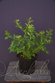 Голубика садовая (Vaccinium corymbosum `Jersey`)