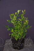 Голубика садовая (Vaccinium corymbosum `Nelson`)