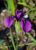 Ирис мечевидный (Iris ensata)