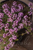 Тимьян ложнопушистый (Thymus pseudolanuginosus `Woolly Thyme`)