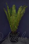 Папортник Щитовник толстокорневищный (Dryopteris crassirhizoma)