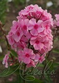 Флокс метельчатый (Phlox paniculata `America`)