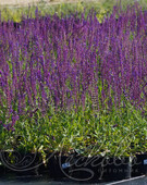 Шалфей дубравный (Salvia nemorosa `West-Friesland`)