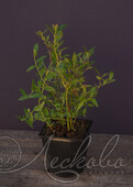Голубика садовая (Vaccinium corymbosum `Pink Lemonade`)