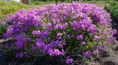 Флокс каролинский (Phlox carolina 'Bill Baker')