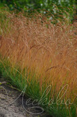 Овсяница аметистовая (Festuca amethistinа)