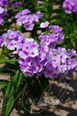 Флокс метельчатый (Phlox paniculata `Younique Mauve`)