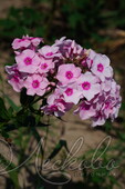 Флокс метельчатый (Phlox paniculata `Милена`)