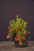 Брусника (Vaccinium vitis idaea L.)