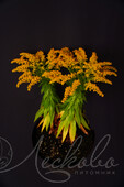 Солидаго гибридный (Solidago hybride `Loysder Grown`)