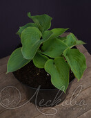 Хоста гибридная (Hosta х hybrium `Devon Green`)