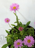 Астра альпийская (Aster alpinus `Pink`)