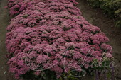 Очиток гибридный (Sedum x hybrida `Carl`)