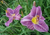 Лилейник гибридный (Hemerocallis `Catherine Woodbury`)