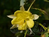 Аквилегия золотистоцветковая (Aquilegia chrysantha `Yellow Queen`)