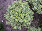 Душица обыкновенная (Origanum vulgare `Variegatum`)