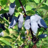 Жимолость съедобная (Lonicera edulis `Бакчарский великан`)