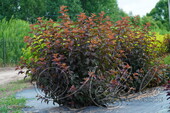 Пузыреплодник калинолистный (Physocarpus opulifolius `Zdechovice')