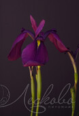 Ирис гладкий (Iris laevigata)