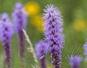 Лиатрис колосковый (Liatris spicata `Blue`)