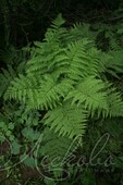 Папоротник Кочедыжник красночерешковый (Athyrium rubripes)