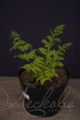 Папоротник Щитовник расширенный (Dryopteris dilatata)