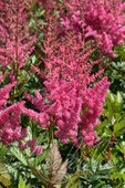 Астильба Арендса (Astilbe x arendsii `Granat`)