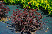 Пузыреплодник калинолистный (Physocarpus opulifolius `Red Esquire`)