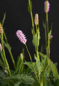 Горец родственный (Persicaria affine`Superba`)